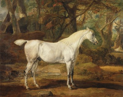 A Grey Arabian Stallion, Sir Watkin Williams-Wynns ejendom, ca. 1815-20 (olie på lærred) af James Ward
