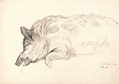 Et vildsvin, sovende eller død, 1814 af James Ward