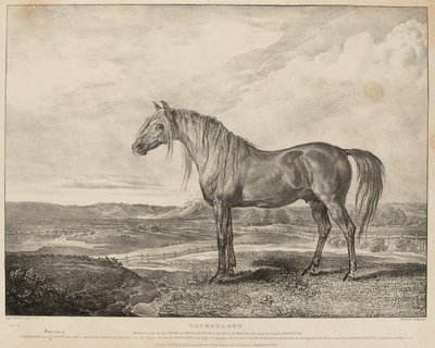 Copenhagen The Horse red af hertugen af Wellington i slaget ved Waterloo, blev avlet af general Grosvenor, ca. 1824 (litografi) af James Ward