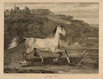 Cossack Horse, fra Celebrated Horses, et sæt af fjorten væddeløbstryk udgivet af kunstneren, 1823-24 af James Ward