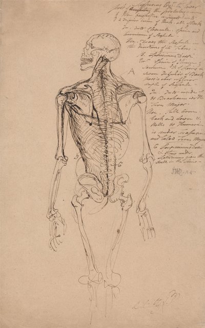 Tegning af et menneskeskelet af James Ward