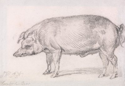 Hereford-svin af James Ward