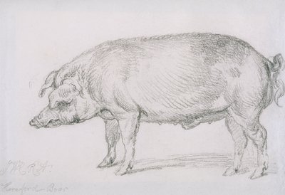 Hereford Boar, ca. 1803-04 (blyant på papir) af James Ward