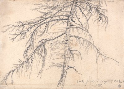 Lærketræ af James Ward