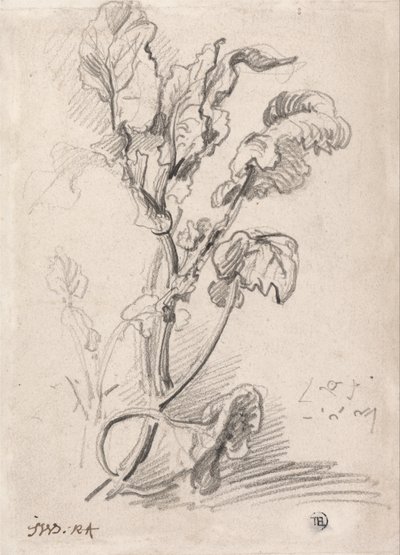 Undersøgelse af planter af James Ward