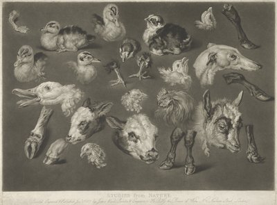 Studier fra naturen, 1807 af James Ward