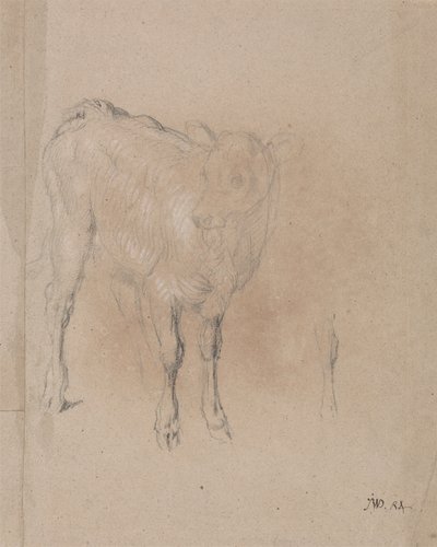 Studie af en kalv af James Ward