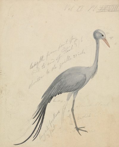 En kran af James de Carle Sowerby
