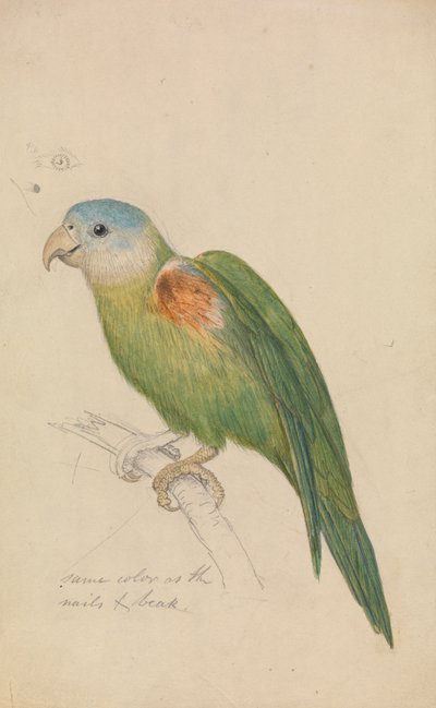 En papegøje af James de Carle Sowerby