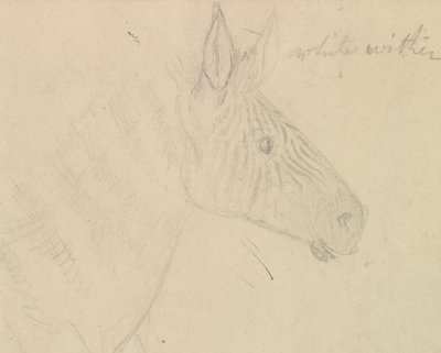 Zebra af James de Carle Sowerby