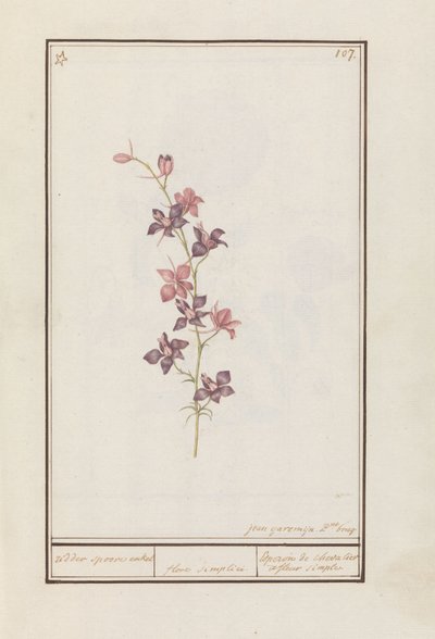 Lærkespore (Consolida) ridderspore ankel. / blomst enkel. / Esperon de chevalier afluer enkel. (titel på objekt) af Jan Anton Garemyn