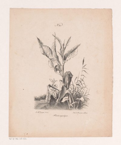 Vand planter Vandplanter (titel på objekt) Principper for landskaber tegnet fra naturen og udført på sten (serietitel) af Jan Baptiste de Jonghe