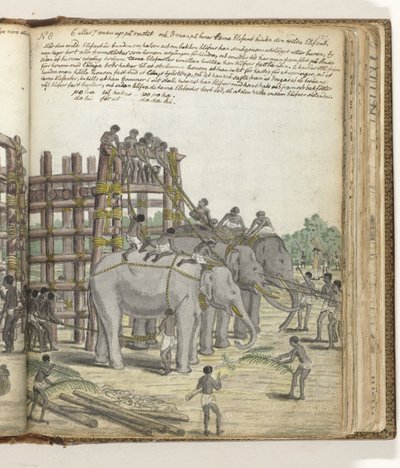 En bundet elefant bliver ført fra den sidste sektion af fælden, fængselsindhegningen af Jan Brandes