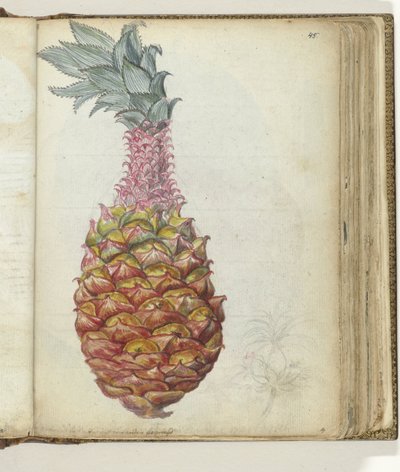 Ananas af Jan Brandes