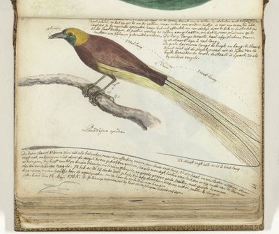 Paradisfugl af Jan Brandes