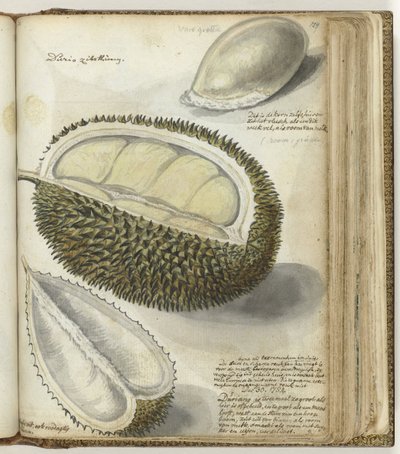 Durian af Jan Brandes