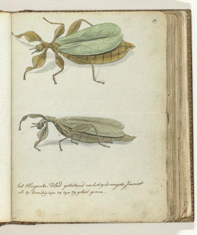 Det flyvende blad af Jan Brandes