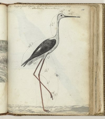 Cape vandfugle af Jan Brandes