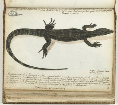 Minjawa eller leguan af Jan Brandes