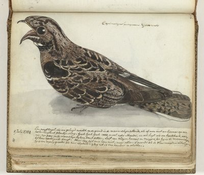 Nightjar af Jan Brandes