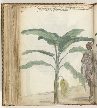 Banantræ af Jan Brandes