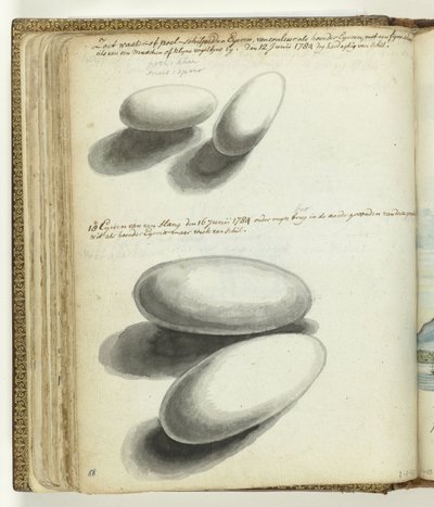 Skildpadde- og slangeæg af Jan Brandes