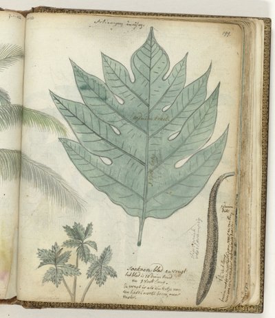 Sukoon blad og frugt af Jan Brandes