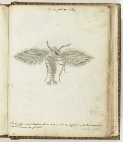 flyve af Jan Brandes