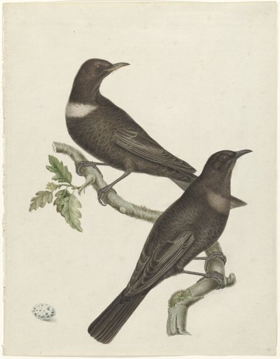 To ringdrosler (Purdus torquatus) med et æg af Jan Christiaan Sepp (possibly)