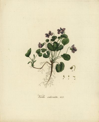 Sød viol eller engelsk viol, Viola odorata af Jan Christiaen Sepp