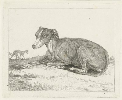 greyhounds af Jan Dasveldt