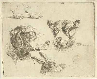 Studieark med to hundehoveder, hundeben og harehoved af Jan Dasveldt
