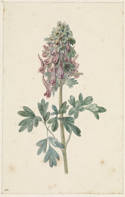 Blomstrende Corydalis bulbosa af Jan Jacob Goteling Vinnis