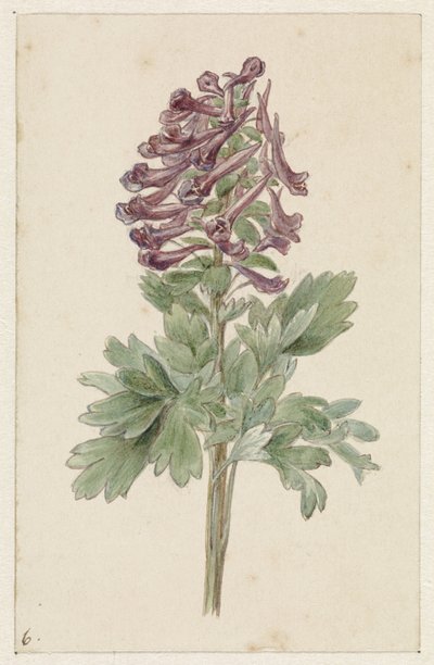 Blomstrende Corydalis bulbosa af Jan Jacob Goteling Vinnis