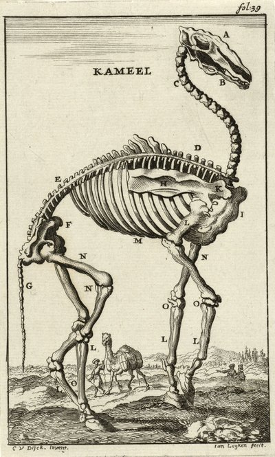 Skelet af en kamel, ca. 1680