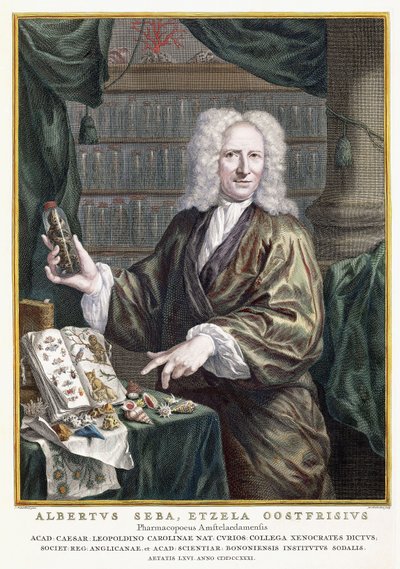 Portræt af Albertus Seba, fra "Den mest nøjagtige beskrivelse af naturskattene", 1734-1765 af Jan Maurits Quinckhardt