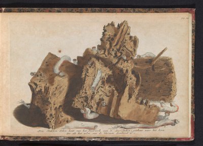 Dele af pælearbejde påvirket af skibsorm, 1731 Tre stykker egetræ fra Paalwerk aan de Zee-Dyken, tegnet efter livet, som det blev gennemboret af Wurmen (titel på objektet) af Jan Ruyter