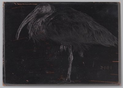 Ibis (original titel på objekt) af Jan Veth