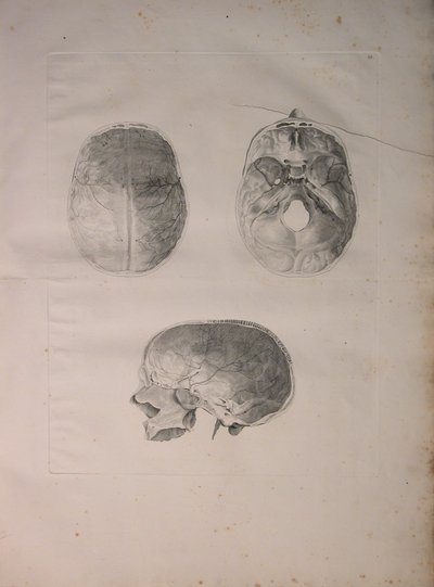 Albinus II, Pl. III, Kranieknogle, illustration fra 