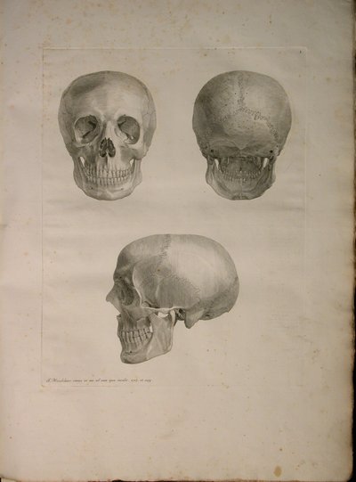 Albinus II, Pl. I, illustration fra 