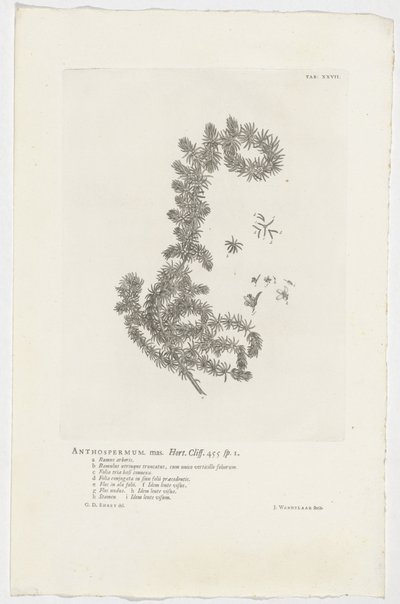 Anthospermum aethiopicum Anthospermum han. Have. Klint. 455 sp. 1 (titel på objekt) af Jan Wandelaar
