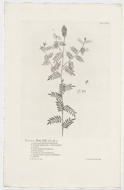 Dalea alopecuroides Dalea. Hort. Klint. 363. sp. 1 (titel på objekt) af Jan Wandelaar