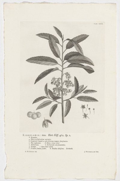 Kiggelaria africana Kiggelaria: mas. Hort. Klint. 462. sp. 1 (titel på objekt) af Jan Wandelaar