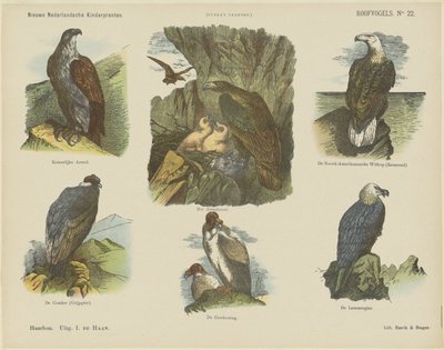 Birds of Prey (titel på objekt) Nye hollandske børnetryk (serietitel på objekt) Funkes print (serietitel på objekt) af Jan de Haan