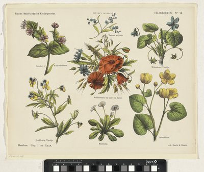 Vilde blomster (titel på objekt) Nye hollandske børnetryk (serietitel på objekt) Funkes print (serietitel på objekt) af Jan de Haan