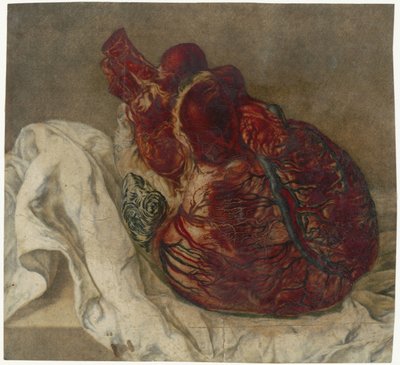 Aftryk af hjernen og hjertet Anatomisk undersøgelse af et menneskeligt hjerte af Jan l