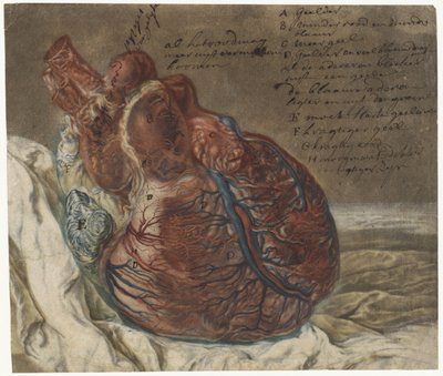 Aftryk af hjernen og hjertet Anatomisk undersøgelse af et menneskeligt hjerte af Jan l