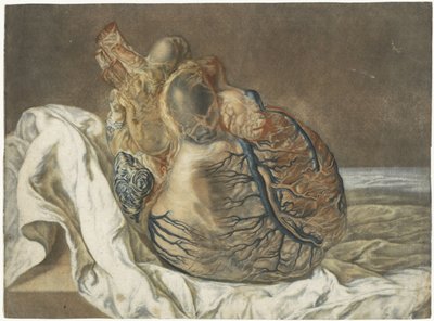 Aftryk af hjernen og hjertet Anatomisk undersøgelse af et menneskeligt hjerte af Jan l
