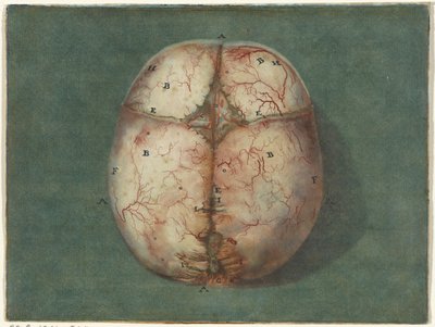 Aftryk af hjernen og hjertet Anatomisk undersøgelse af kraniet af en umoden baby af Jan l