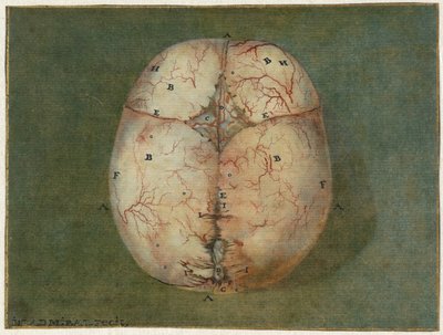 Aftryk af hjernen og hjertet Anatomisk undersøgelse af kraniet af en umoden baby af Jan l